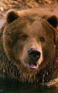 ������� ���� Bart the Bear
